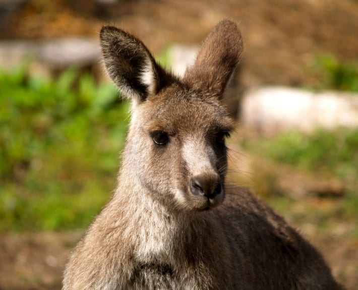 Eastern-Grey-Kangaroo