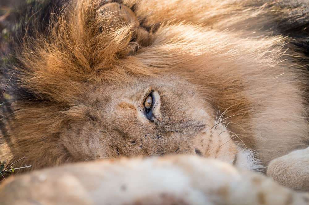 Watching sleeping Lions at Zoodoo is a perfect school holiday activity