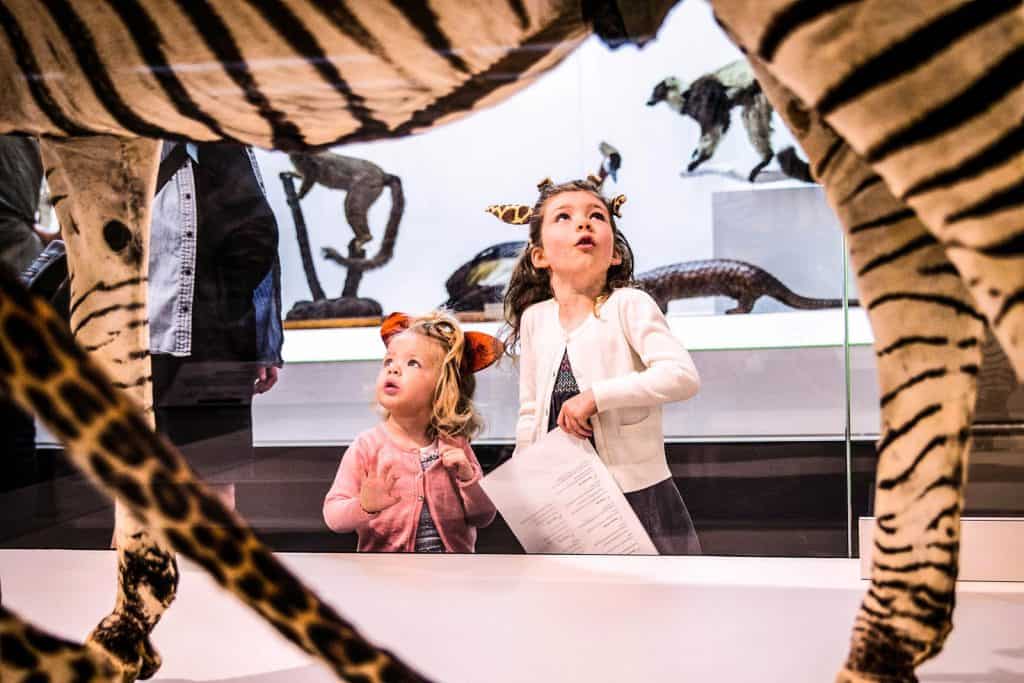 Australian Museum Dinosaur exhibit