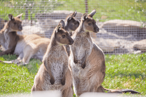 Kangaroos at Sydney Zoo