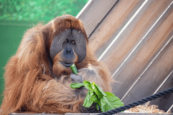 Orangutan at Primate Boulevard