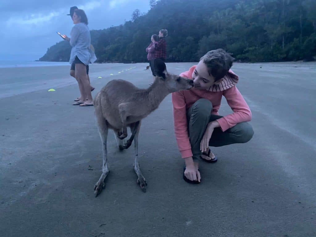 wallabies at Cape Hillsborough
