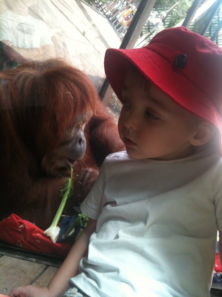 Alex with an orangutan at Melbourne Zoo