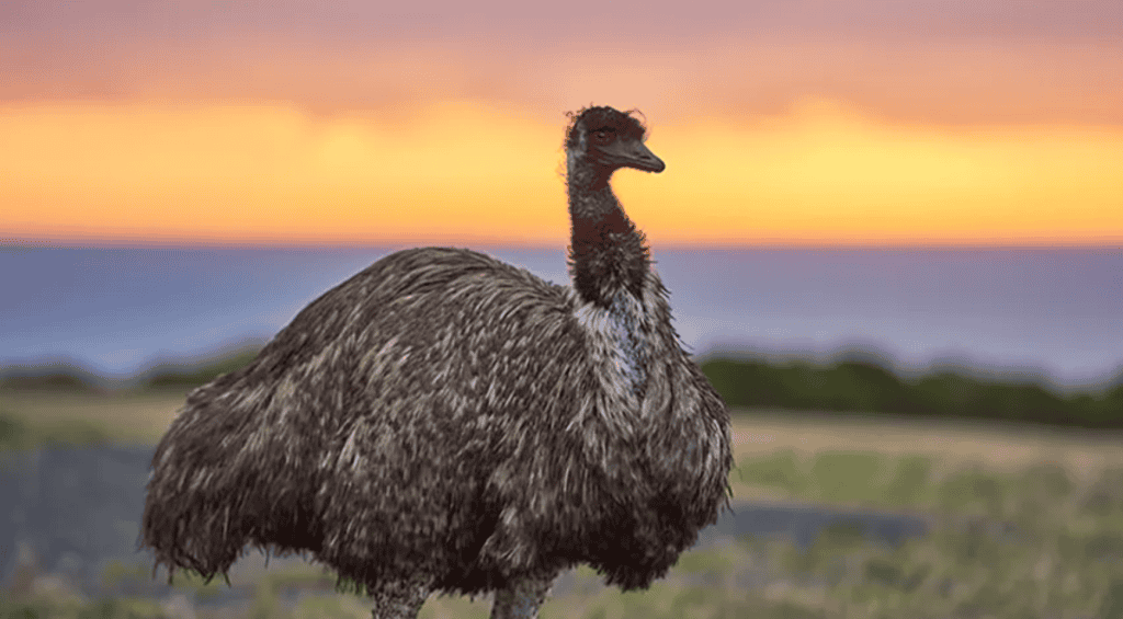 Otway Dusk Discovery Tour