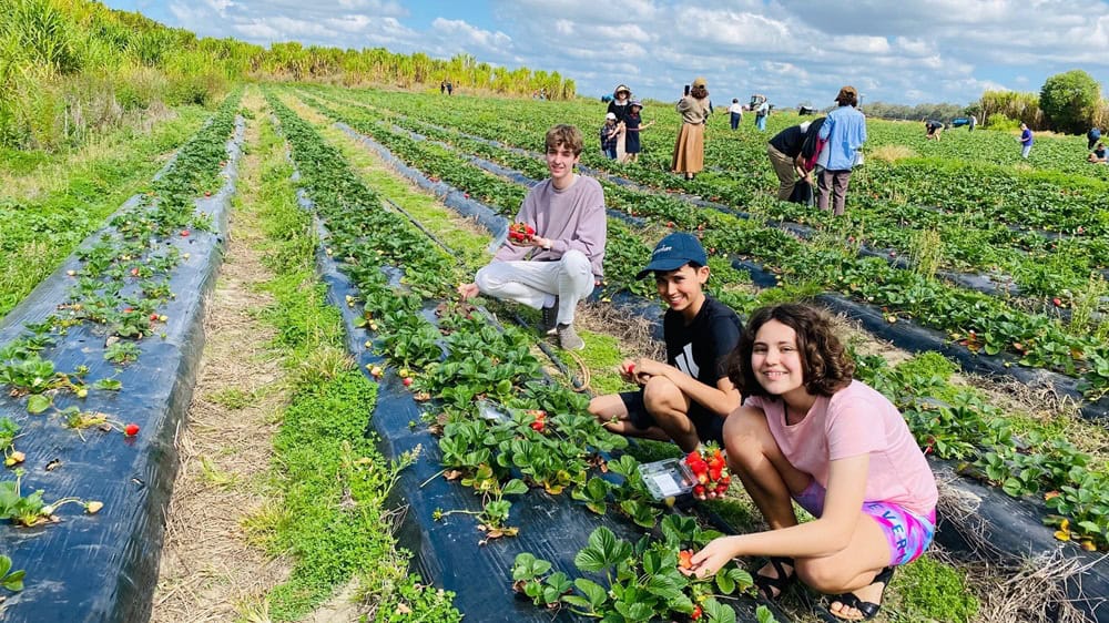 Strawberry picking Elimbah