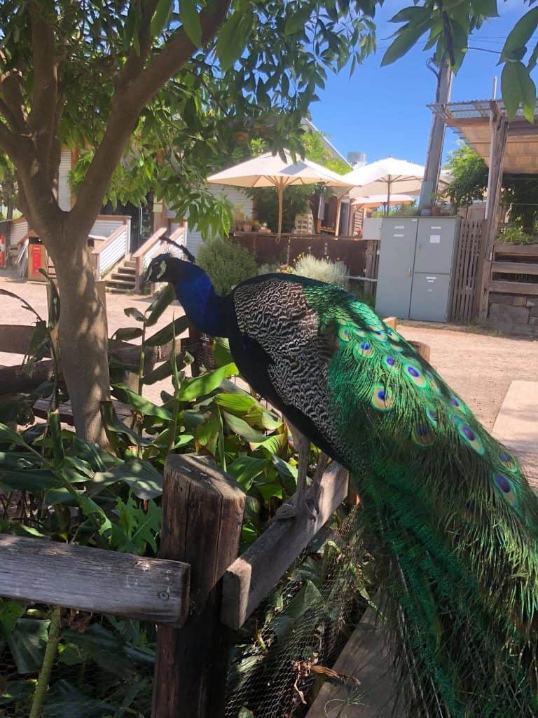 peacock at Collingwood Children's Farm